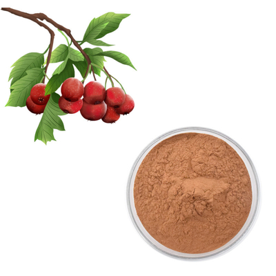 Extracto de la hoja del Crataegus del polvo de Berry Extract Flavones el 80% del espino
