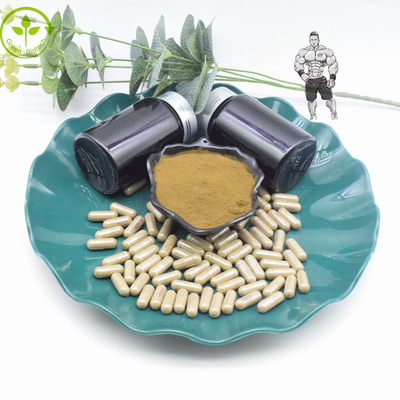 Cápsulas puras del polvo 800mg 1000mg Turkesterone del extracto del 10% el 40% Turkesterone