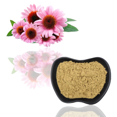 El Echinacea orgánico Purpurea del 100% extrae el ácido de los polifenoles el 2% Chicoric del 4%