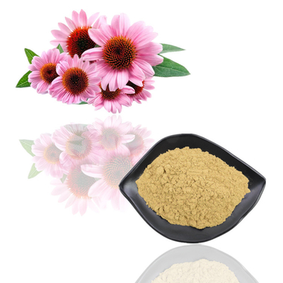 Extracto de la flor de Purpurea del Echinacea del polvo del extracto de la planta de la categoría alimenticia