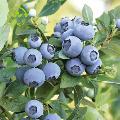 El extracto orgánico puro del arándano pulveriza la antocianina el 25%