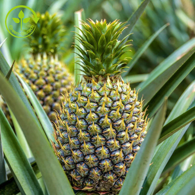 extracto de la fruta de la piña 100000u/G con el polvo de la enzima de la bromelaña