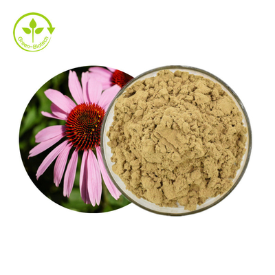 El Echinacea Purpurea de la planta extrae los polifenoles del 4% pulveriza el producto sano del cuidado