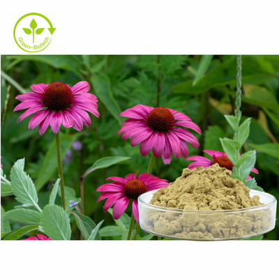 El Echinacea Purpurea de la planta extrae los polifenoles del 4% pulveriza el producto sano del cuidado