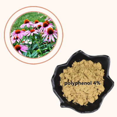 El Echinacea Purpurea de la planta extrae los polifenoles del 4% pulveriza el producto sano del cuidado