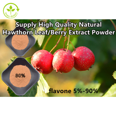 Extracto de la hoja del Crataegus del polvo de Berry Extract Flavones el 80% del espino
