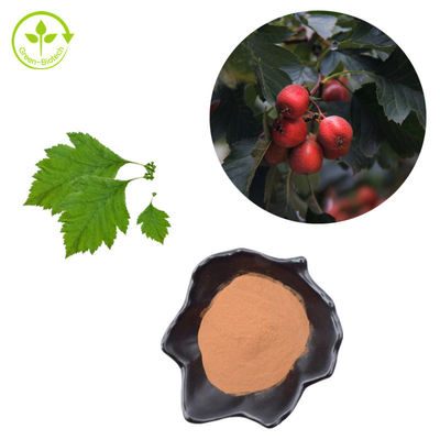 Extracto de la hoja del Crataegus del polvo de Berry Extract Flavones el 80% del espino