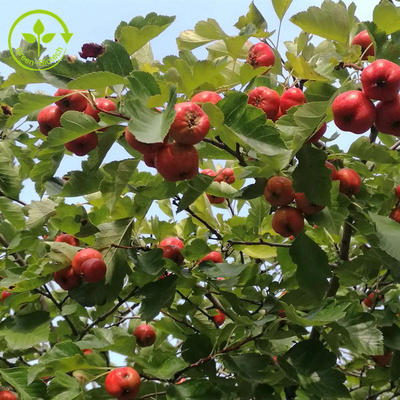Extracto de la hoja del Crataegus del polvo de Berry Extract Flavones el 80% del espino