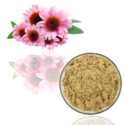 El Echinacea Purpurea de la planta extrae el polvo ácido de la achicoria del 2%