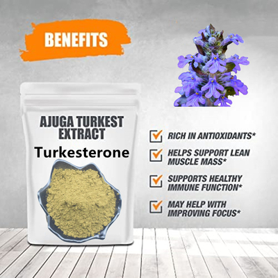 El Ajuga que Turkestanica extrae el polvo herbario de Turkesterone del polvo del extracto complementa el 2% el 10% el 20%