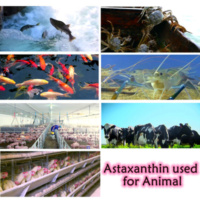 Suplementos antioxidantes del polvo de la astaxantina del extracto el 10% del Pluvialis de Haematococcus