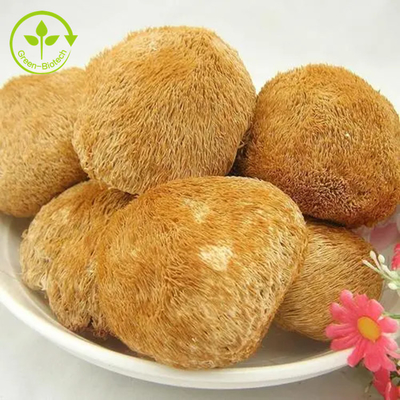 Leones orgánicos Mane Mushrooms Mycelium Extract Powder para el té/Matcha/el café