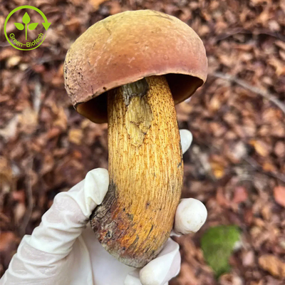 Polvo Edulis del polisacárido del extracto el 30% de rey Bolete Extract Boletus de la categoría alimenticia