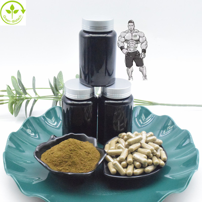 Cápsulas puras del polvo 800mg 1000mg Turkesterone del extracto del 10% el 40% Turkesterone