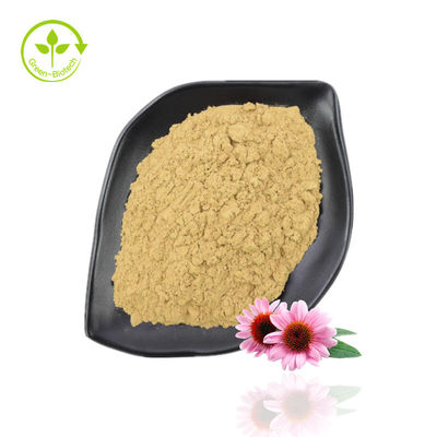 Polvo de extracto de Echinacea Purpurea de alta pureza 10% -40% Echinacoside