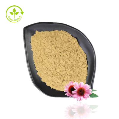 Venta caliente Echinacea Purpurea Extracto 4% -6% Polifenol 2% -4% Polvo de equinácea natural