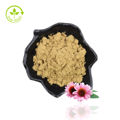 Suministro de fabricación Echinacea Purpurea Extracto de equinácea con ácido achicorico