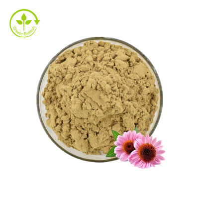 Extracto de Echinacea/Extracto de Echinacea Purpurea a granel/Extracto de Echinacea 4% Polifenoles
