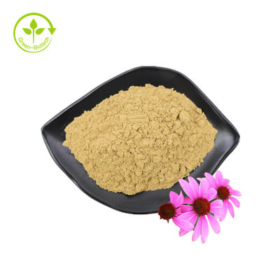 Polifenoles de alta calidad estándar GMP Echinacea Purpurea en polvo Extracto de Echinacea Purpurea