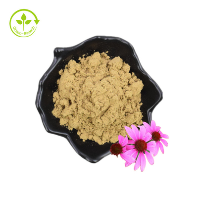 Echinacea Purpurea Extracto de Echinacea Extracto de 4% de ácido cicórico