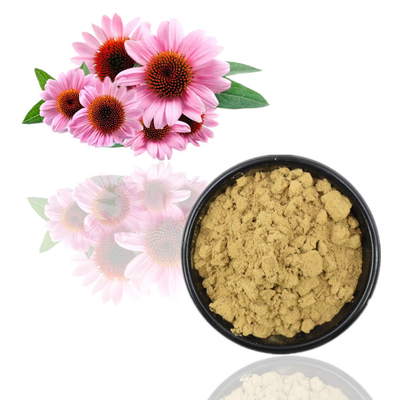 El Echinacea orgánico Purpurea del 100% extrae el ácido de los polifenoles el 2% Chicoric del 4%
