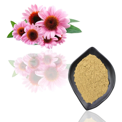 Extracto de planta pura de Echinacea Purpurea 1% Polvo de ácido achicorico