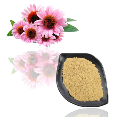 Extracto de Purpurea del Echinacea polvo del extracto de la planta del polifenol del 4% - del 6%