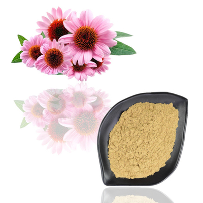 Extracto de Purpurea del Echinacea polvo del extracto de la planta del polifenol del 4% - del 6%