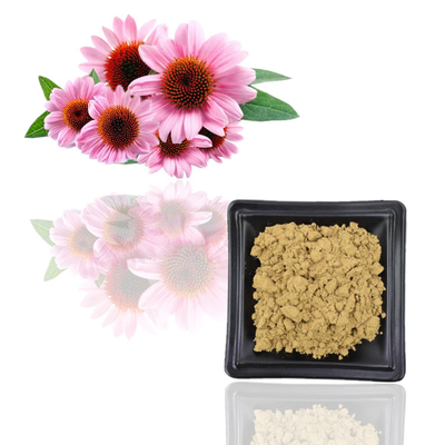 Polifenol natural del extracto el 10% de Purpurea del Echinacea del certificado el 100% de la ISO