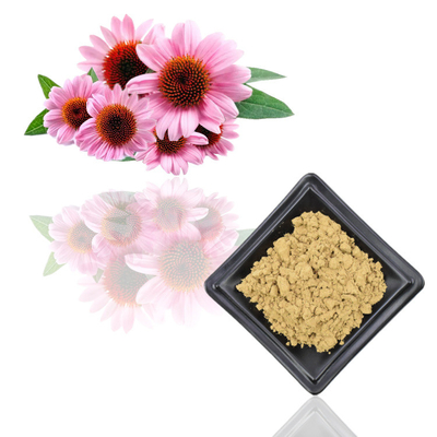 Extractos puros de los polifenoles del polvo del extracto de la planta de Purpurea del Echinacea del 7%
