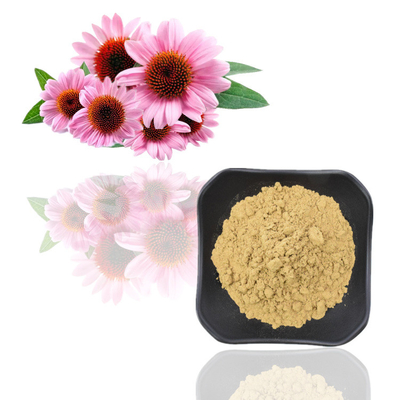 Extractos puros de los polifenoles del polvo del extracto de la planta de Purpurea del Echinacea del 7%