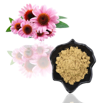 Extracto herbario de Purpurea del Echinacea de los polifenoles el 4% del extracto de la raíz de Purpurea del Echinacea