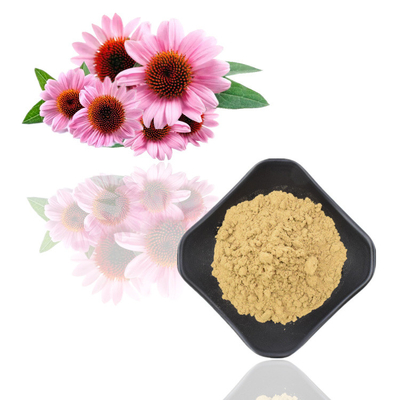 Extracto herbario de Purpurea del Echinacea de los polifenoles el 4% del extracto de la raíz de Purpurea del Echinacea