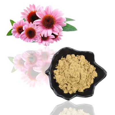 Polvo orgánico natural puro del polifenol del 4% del extracto de Echinacea Purpurea