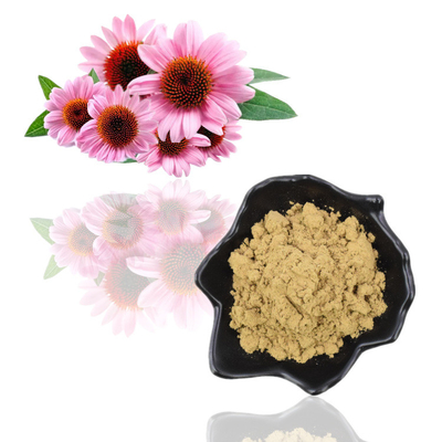 Polvo orgánico natural puro del polifenol del 4% del extracto de Echinacea Purpurea