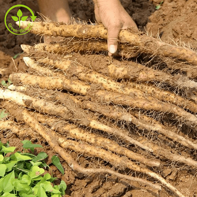 Comida/grado cosmético Yam Extract natural el 98% Diosgenin Yam Extract Powder salvaje