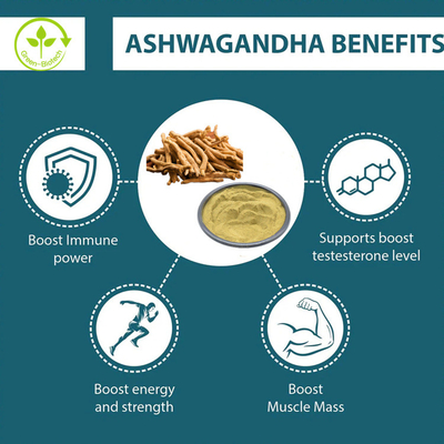 Extracto de Ashwagandha de alta calidad 5% Withanolide para cápsulas de Ashwagandha