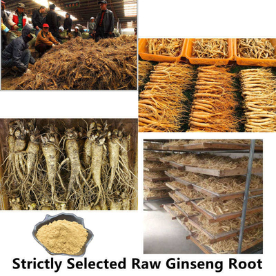 80 Mesh Ginseng Root Extract Powder 1%-80% extractos naturales de la planta